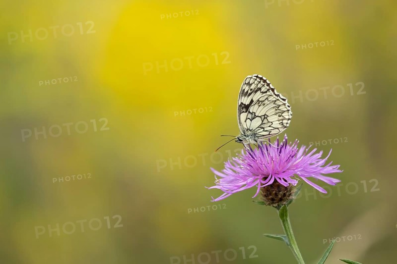 Marbled white butterfly (Melanargia galathea) adult insect feeding on a Knapweed flower in summer, England, United Kingdom