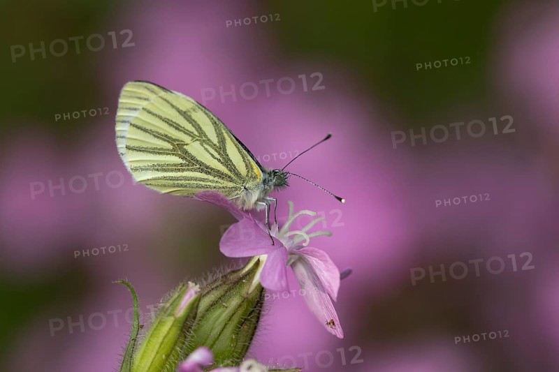 Green-veined white butterfly (Pieris napi) adult insect resting on a Red campion flower in spring, England, United Kingdom