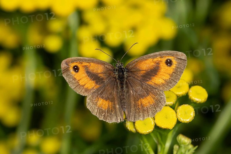 Gatekeeper butterfly (Pyronia tithonus) adult insect feeding on a Tansy flower in summer, England, United Kingdom