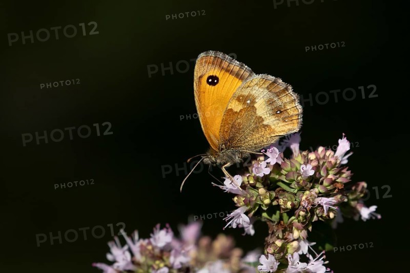 Gatekeeper butterfly (Pyronia tithonus) adult insect feeding on garden Wild marjoram or Oregano flowers in summer, England, United Kingdom