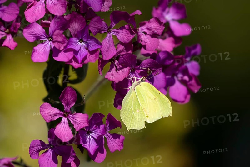 Brimstone butterfly (Gonepteryx rhamni) adult insect feeding on a garden purple Honesty flower in spring, England, United Kingdom