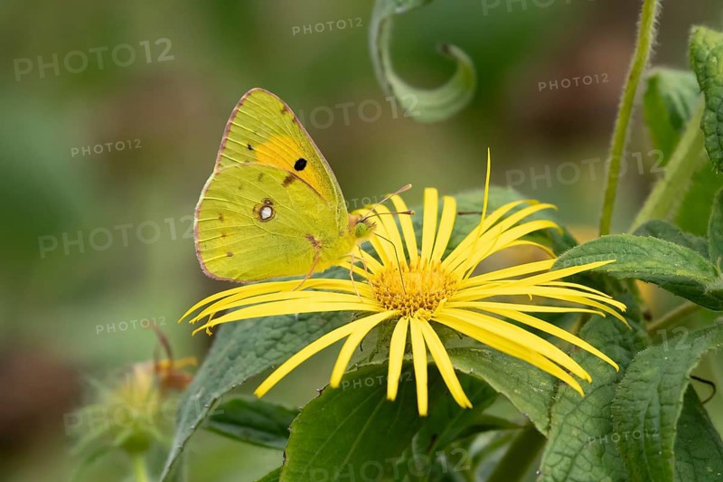Clouded yellow butterfly (Colias croceus) adult insect feeding on a yellow garden flower in summer, England, United Kingdom