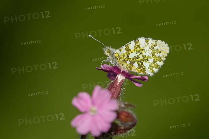 Orange tip butterfly (Anthocharis cardamines) adult insect on a garden Red campion flower in spring, England, United Kingdom