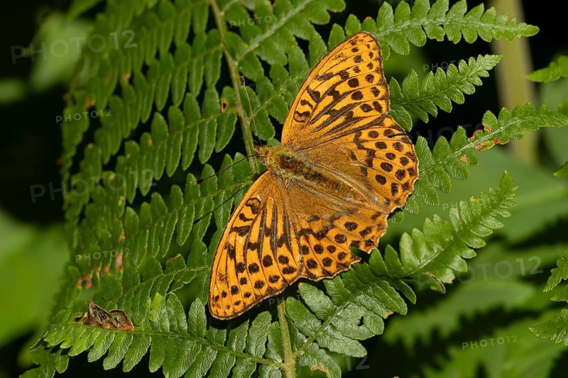 Silver-washed fritillary butterfly (Argynnis paphia) adult insect resting on a bracken frond leaf in a woodland in summer, England, United Kingdom