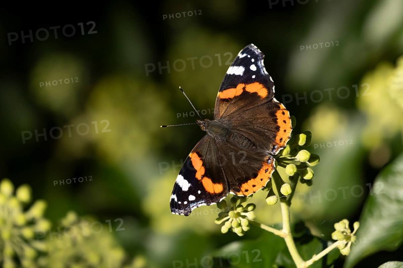 Red admiral butterfly (Vanessa atalanta) adult insect feeding on garden Ivy flowers in summer, England, United Kingdom