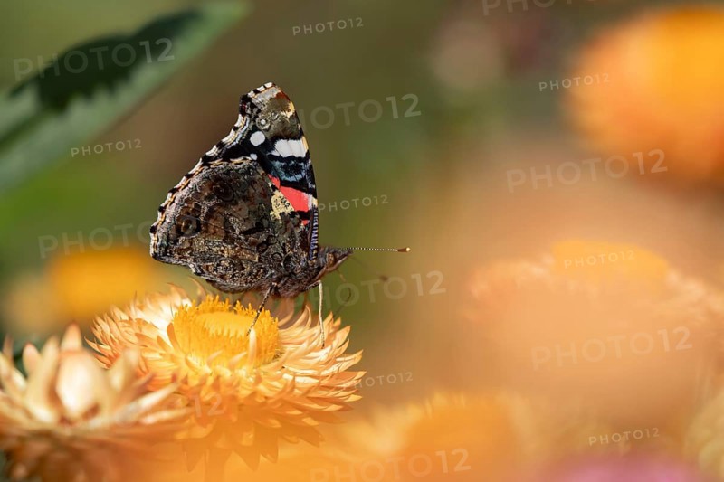 Red admiral butterfly (Vanessa atalanta) adult insect feeding on a garden Strawflower flower in summer, England, United Kingdom