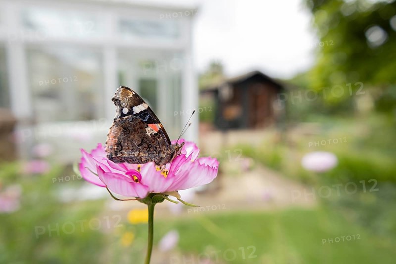Red admiral butterfly (Vanessa atalanta) adult insect feeding on a garden Cosmos flower with an urban house in the background in summer, England, United Kingdom