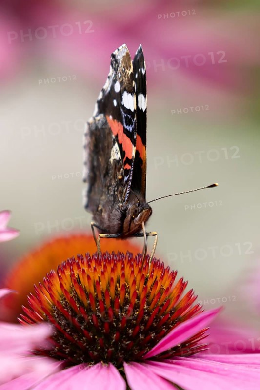 Red admiral butterfly (Vanessa atalanta) adult insect feeding on a garden purple Coneflower (Echinacea purpurea) flower in summer, England, United Kingdom