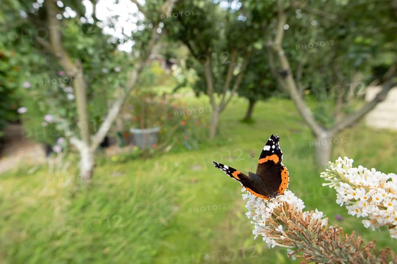 Red admiral butterfly (Vanessa atalanta) adult insect feeding on garden white Buddleia or Buddleja flowers in summer, England, United Kingdom