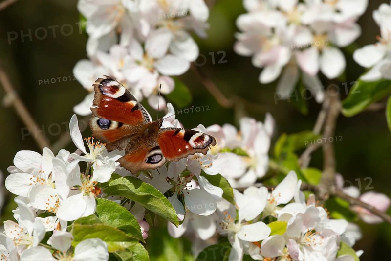Peacock butterfly (Aglais io) adult insect feeding on fruit tree blossom flowers in spring, England, United Kingdom