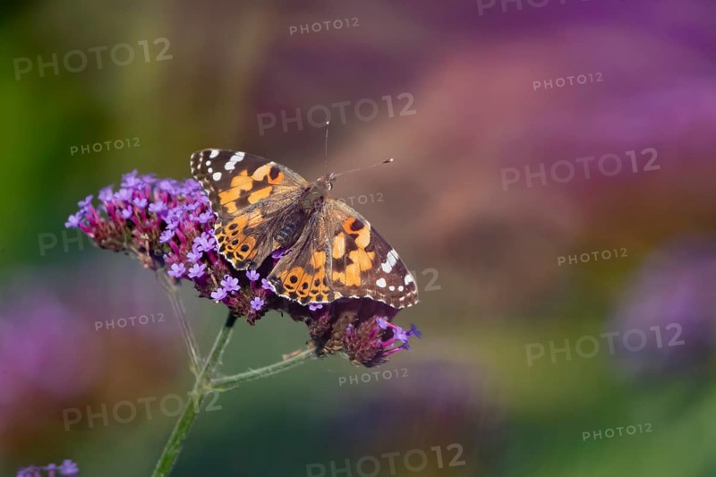 Painted lady butterfly (Vanessa cardui) adult insect feeding on garden Verbena bonariensis flowers in summer, England, United Kingdom