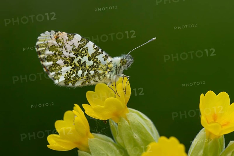 Orange tip butterfly (Anthocharis cardamines) adult insect feeding on a Cowslip flower in spring, England, United Kingdom