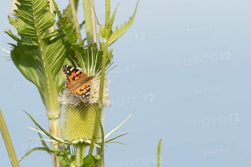 Painted lady butterfly (Vanessa cardui) adult insect feeding on a Teasel flower in summer, England, United Kingdom