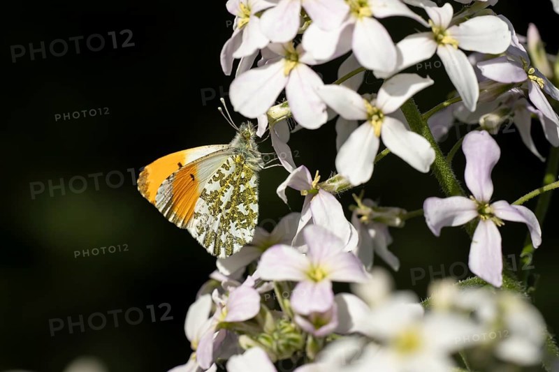 Orange tip butterfly (Anthocharis cardamines) adult insect feeding on a garden white Honesty flower in spring, England, United Kingdom