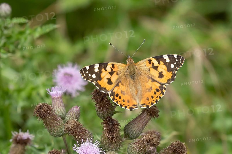 Painted lady butterfly (Vanessa cardui) adult insect feeding on a Thistle flower in summer, England, United Kingdom