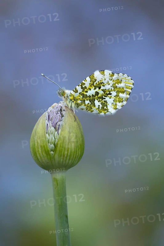Orange tip butterfly (Anthocharis cardamines) adult insect resting on a garden Allium flower bud in spring, England, United Kingdom