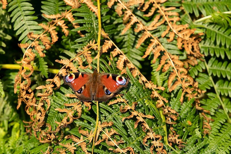 Peacock butterfly (Aglais io) adult insect resting on Bracken fronds in summer, England, United Kingdom
