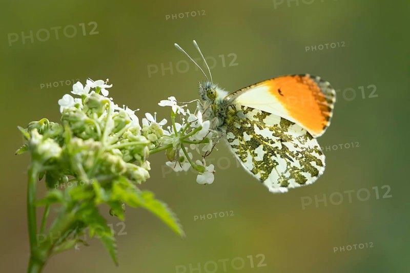 Orange tip butterfly (Anthocharis cardamines) adult insect feeding on a garden white flower in spring, England, United Kingdom