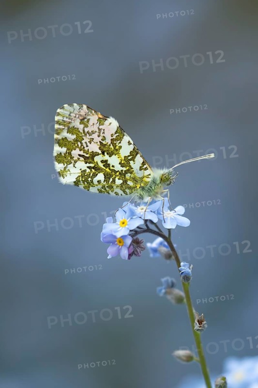 Orange tip butterfly (Anthocharis cardamines) adult insect feeding on a garden Forget-me-not flower in spring, England, United Kingdom