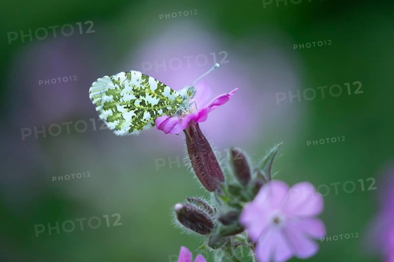 Orange tip butterfly (Anthocharis cardamines) adult insect on a garden Red campion flower in spring, England, United Kingdom