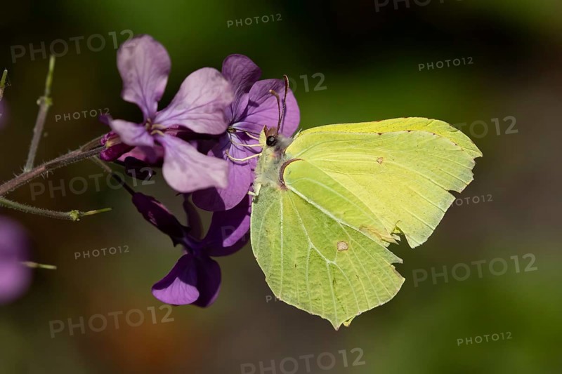 Brimstone butterfly (Gonepteryx rhamni) adult insect feeding on a garden purple Honesty flower in spring, England, United Kingdom
