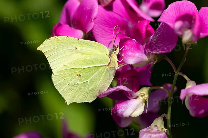 Brimstone butterfly (Gonepteryx rhamni) adult insect feeding on a garden Sweet pea flower in summer, England, United Kingdom