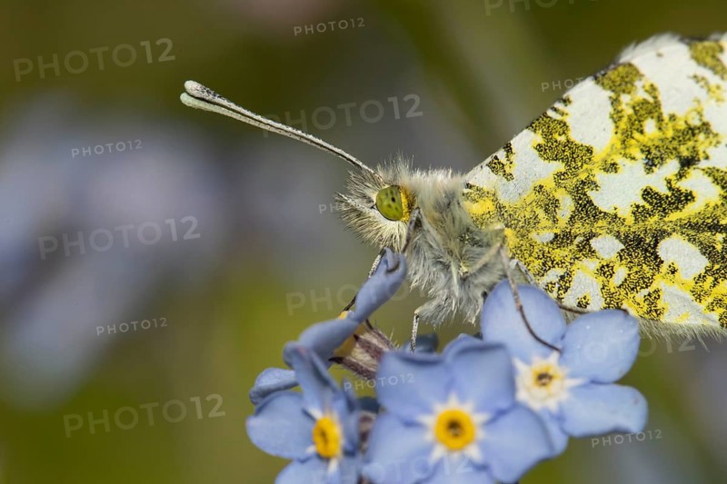 Orange tip butterfly (Anthocharis cardamines) adult insect on a garden blue Forget-me-not flower in spring, England, United Kingdom