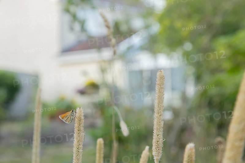 Large skipper butterfly (Ochlodes sylvanus) adult insect resting on a garden grass seed head with an urban house in the background, England, United Kingdom
