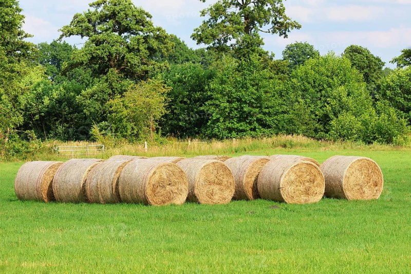Pressed hay bales, animal feed on a mowed meadow, Schleswig-Holstein, Germany