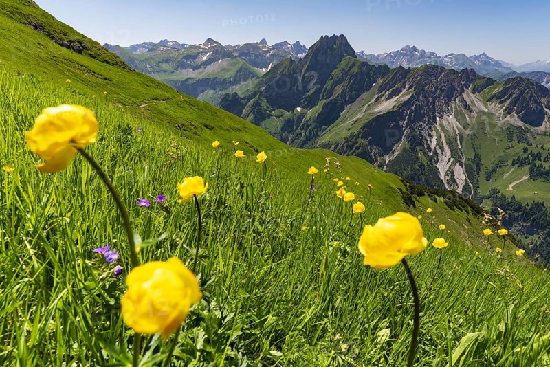 Mountain panorama with troll flowers (Trollius europaeus) from Laufbacher-Eckweg to Höfats 2259m, and Allgäu main ridge with Trettachspitze 2595m, Mädelegabel 2645m, Bockkarkopf 2609m and Hochfrottspitze 2649m, Allgäu Alps, Allgäu, Bavaria, Germany