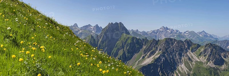 Mountain panorama with troll flowers (Trollius europaeus) from Laufbacher-Eckweg to Höfats, 2259m, Allgäu Alps, Allgäu, Bavaria, Germany