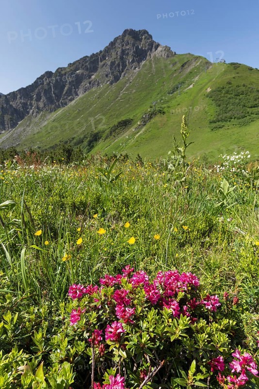 Alpine rose blossom, panorama from the Fellhorn, behind it the pulpit wall, 2, 058 m, a border mountain in the Allgäu Alps, across which the border between Bavaria, Germany and Vorarlberg, Austria runs, Allgäu, Bavaria, Germany