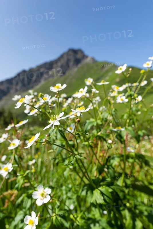 Mountain panorama with white alpine anemones (Pulsatilla alpina ssp. alpina), behind it the Kanzelwand, 2058m, a border mountain in the Allgäu Alps, over which the border between Bavaria, Germany and Vorarlberg, Austria runs, Allgäu Alps, Allgäu, Bavaria, Germany