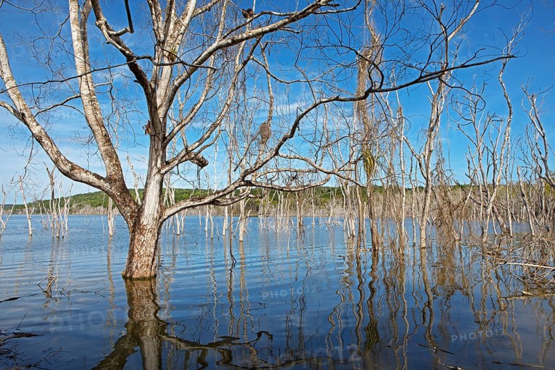 Dead trees in Lake Yaxha, Yaxha-Nakum-Naranjo National Park, Biósfera Maya Nature Reserve, Lowlands, Petén Department, Guatemala