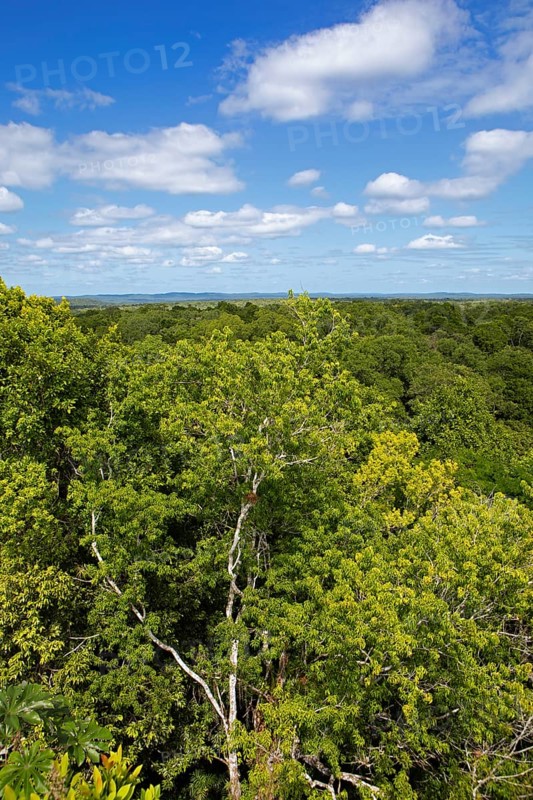 Rainforest or jungle in Yaxha-Nakum-Naranjo National Park, Biósfera Maya Nature Reserve, Lowlands, Petén Department, Guatemala