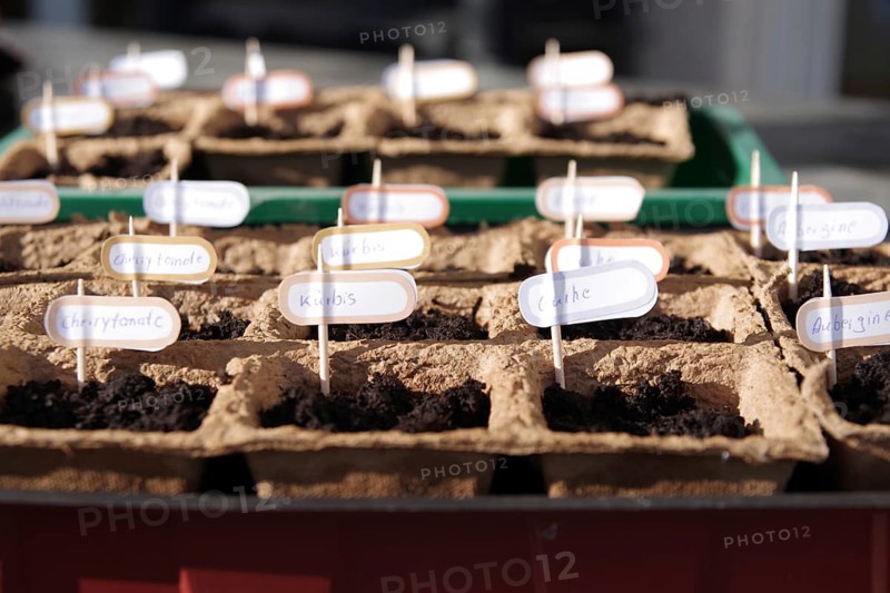 Growing pots, growing soil, seeds, vegetables, hobby gardeners, cucumbers, pumpkins