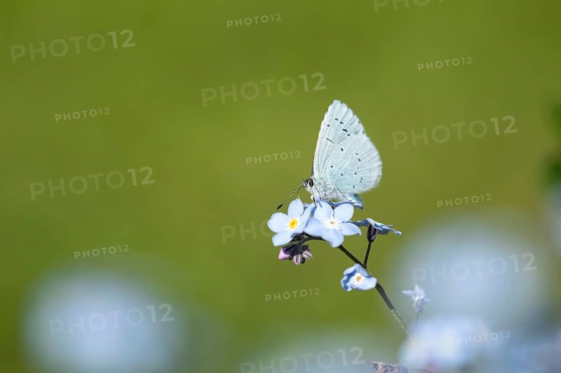 Holly blue butterfly (Celastrina argiolus) adult insect feeding on a garden Forget-me-not flower in summer, England, United Kingdom
