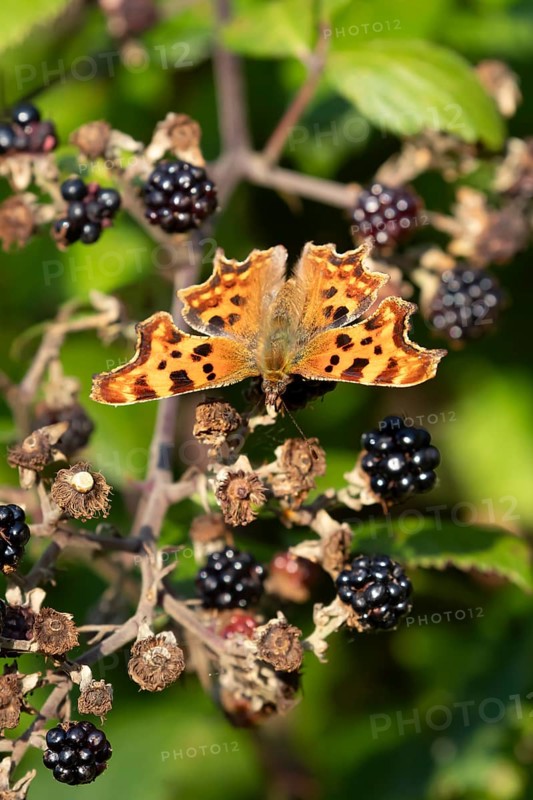 Comma butterfly (Polygonia c-album) adult insect on a blackberry fruit in autumn, England, United Kingdom