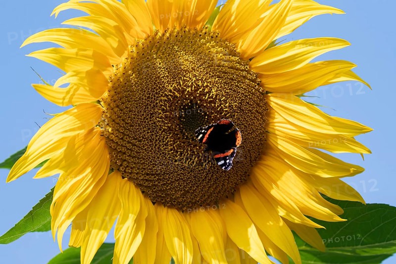 Red admiral butterfly (Vanessa atalanta) adult insect feeding on a garden sunflower flower in summer, England, United Kingdom