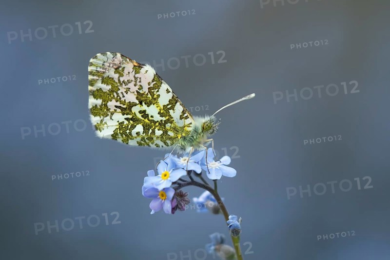 Orange tip butterfly (Anthocharis cardamines) adult insect on a garden blue Forget-me-not flower in spring, England, United Kingdom