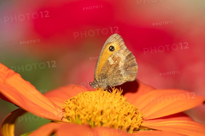 Meadow brown butterfly (Maniola jurtina) adult insect feeding on garden Mexican sunflower (Tithonia spp) flower in summer, England, United Kingdom