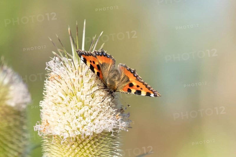 Small tortoiseshell butterfly (Aglais urticae) adult insect feeding on Teasel flowers in summer, England, United Kingdom