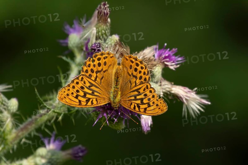 Silver washed fritillary butterfly (Argynnis paphia) adult insect feeding on purple Thistle flower in summer, England, United Kingdom