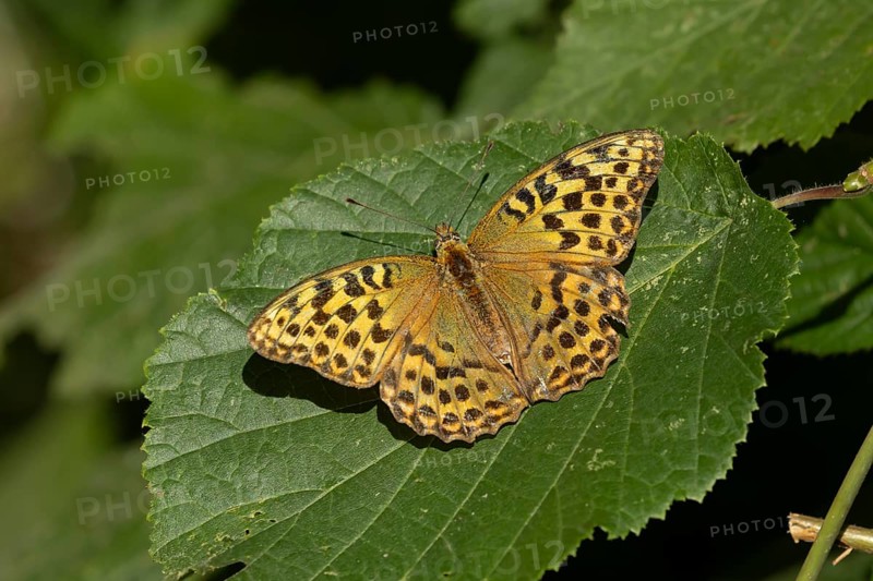 Silver-washed fritillary butterfly (Argynnis paphia) adult insect resting on a hazel tree leaf in a woodland in summer, England, United Kingdom
