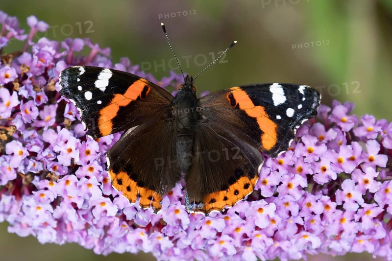 Red admiral butterfly (Vanessa atalanta) adult insect feeding on purple garden Buddleja flowers in summer, England, United Kingdom