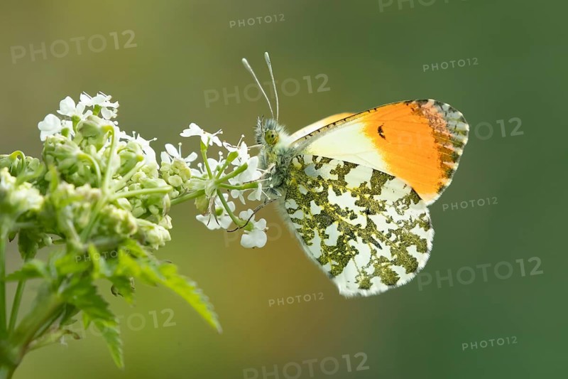 Orange tip butterfly (Anthocharis cardamines) adult insect feeding on a garden white flower in spring, England, United Kingdom