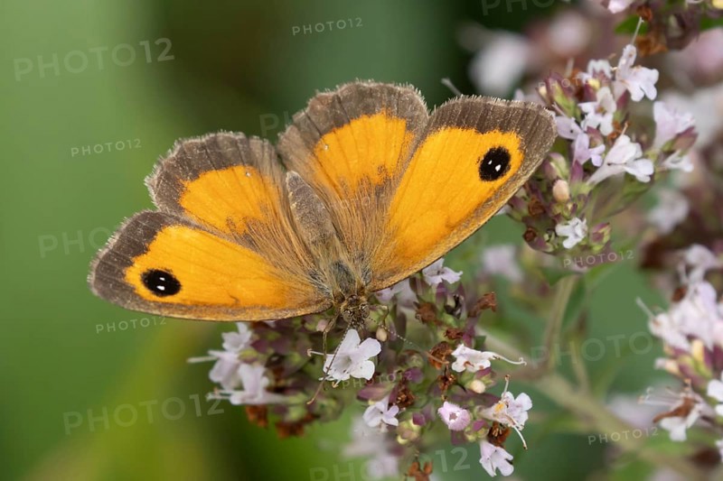 Gatekeeper butterfly (Pyronia tithonus) adult insect feeding on garden Wild marjoram or Oregano flowers in summer, England, United Kingdom
