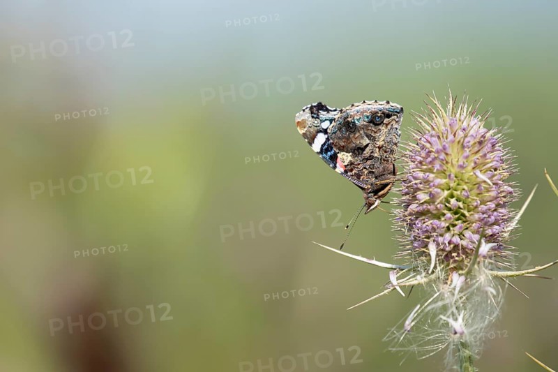 Red admiral butterfly (Vanessa atalanta) adult insect feeding on a Teasel flower in summer, England, United Kingdom