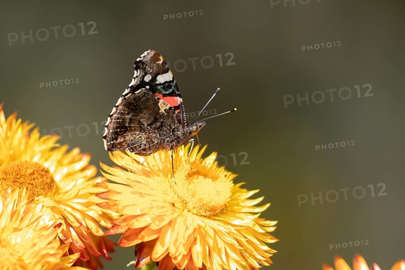 Red admiral butterfly (Vanessa atalanta) adult insect feeding on a garden Strawflower flower in summer, England, United Kingdom