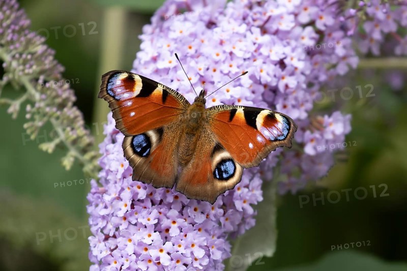 Red admiral butterfly (Vanessa atalanta) adult insect feeding on garden purple Buddleia or Buddleja flowers in summer, England, United Kingdom